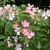 Pink flowers and green compound leaves