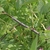 Stem with prickles