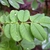 Compound leaf