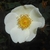 Flower detail