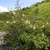 Growing wild in France
