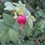 Pendulous red rose hip with old sepals.