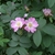 Pink, single, open flower with many stamens & dark green leaves.
