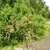 A low, dense shrub