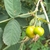 Pendulous green rose hips with old sepals.