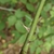 Green stem with just a few prickles.
