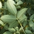 Pinnately compound leaf with five leaflets