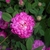 Flower and leaf