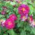 Shrub with flowers