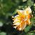 Rosa 'Autumn Sunset'