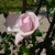 Pink rose.