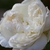 White, doubled, "quartered" rose.