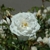 White rose.