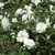 white roses among the foliage of the shrub.