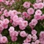 Flowers of 'John Davis'