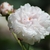 Flower detail