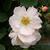 Rosa 'Penelope'