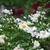 small white double flower roses.