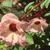 Hibiscus sabdariffa