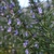 Leafy branch with small pale blue flowers.