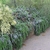 Low retaining wall with rosemary cascading over it.