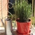Upright plant with needle leaves in a red ceramic pot.
