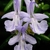 close-up of three, pale blue, 2-lipped flowers.