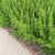 Low border with upright branches and needle leaves.