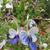 Rotheca myricoides ‘Ugandense’