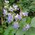 Rotheca myricoides ‘Ugandense’
