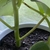 Round green stems, alternate leaves