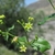 Small yellow flowers