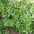 Form of shrub with green leaves