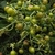Immature fruits