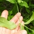 Opposite leaf juncture