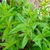 Green leaves