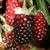 Boysenberries maturing