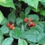 Wild blackberries fruit and leaves