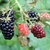 Blackberries ripening