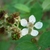 Blackberry flower