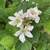 Flower/Fruit - Summer - Cumberland Co., NC