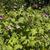 Rubus odoratus