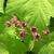 Rubus odoratus