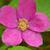 Rubus odoratus