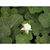 Rubus rolfei 'Emerald Carpet'