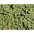 Rubus rolfei 'Emerald Carpet'