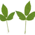 Rubus allegheniensis