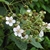 Flower detail- note the prickles