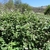 Form growing in CA