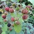 Fruits